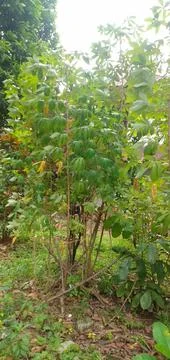 Cassava tree Stock Photos