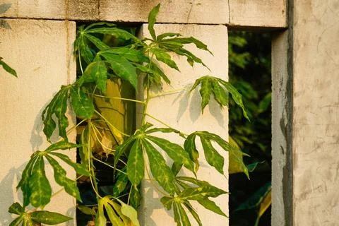 Cassava tree Stock Photos
