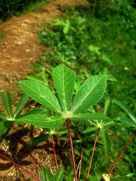 Cassava tree Stock Photos