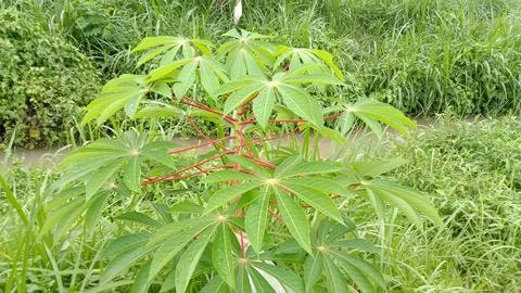 Cassava tree Stock Photos