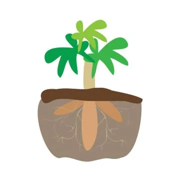 Cassava tree plant and tapioca root underground isolated on white background, Stock Illustration