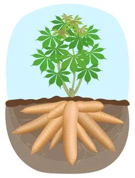 Cassava tree plant, tapioca underground root, cassava rhizomes isolated on wh Stock Illustration