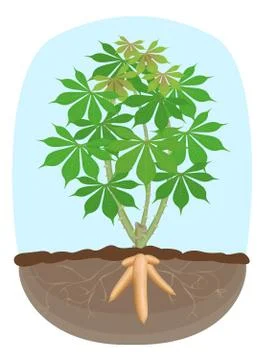 Cassava tree plant, tapioca underground root, cassava rhizomes isolated on wh Stock Illustration