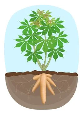 Cassava tree plant, tapioca underground root, cassava rhizomes isolated on wh 스톡 일러스트