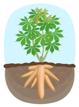 Cassava tree plant, tapioca underground root, cassava rhizomes isolated on wh Stock Illustration