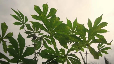 Cassava tree with sunset background Stock Footage 194959042