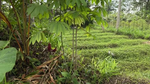 Cassava tree in a tropical forest Stock Footage 265366058