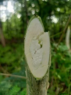 Cassava tree trunk that has been pruned to a point Stock Photos