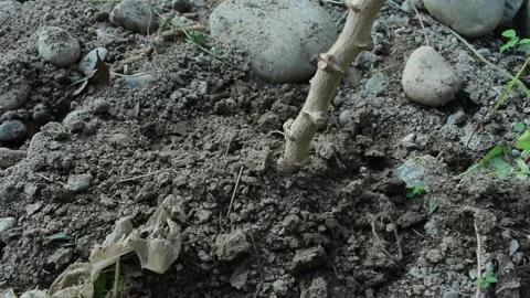 Cassava trees are planted in sandy and rocky soil Stock Footage 197645252