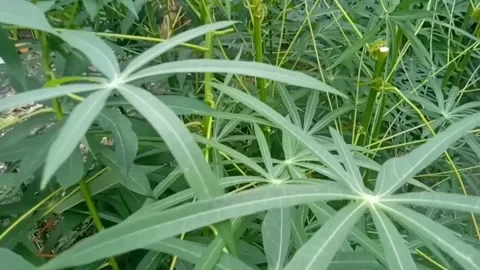 Cassava trees Stock Footage 240792895