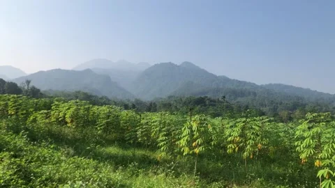 Cassava trees Stock Footage 243006831