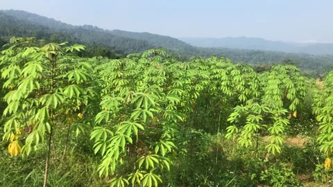 Cassava trees Stock Footage 243006944