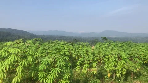 Cassava trees Stock Footage 243006963