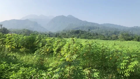 Cassava trees Stock Footage 243006982