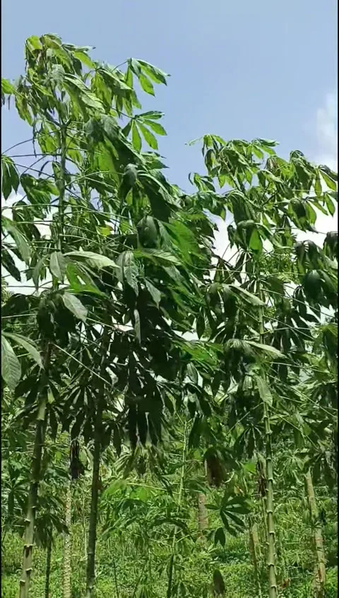 Cassava trees swaying in the wind Stock Footage 327526637