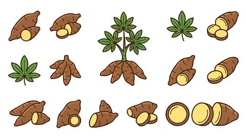 Cassava Vector Set with Roots Leaves Slices and Plant Icons Stock Illustration
