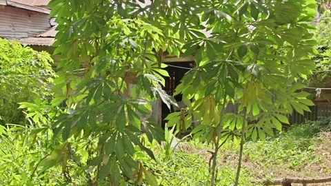 Cassava vegetable garden in the backyard, Rustic wooden house with open doo.. Stock-Footage 328667615