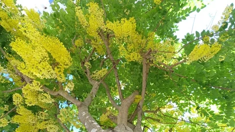 Golden shower tree in bloom Stock Photo