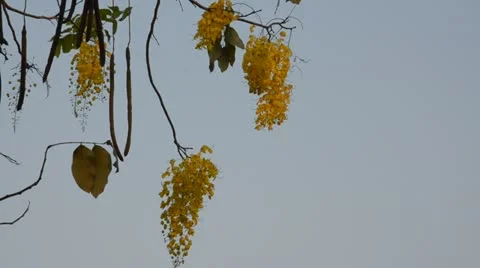 Cassia fistula Stock Footage 10809590