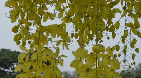 Cassia fistula Stock Footage 10853356