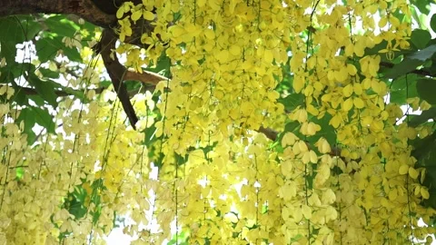 Cassia fistula or Golden shower flowers bloom in the early sunshine. Stock Footage