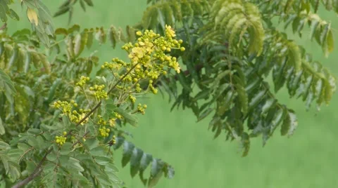 Cassia flower with wind Stock Footage 68998237