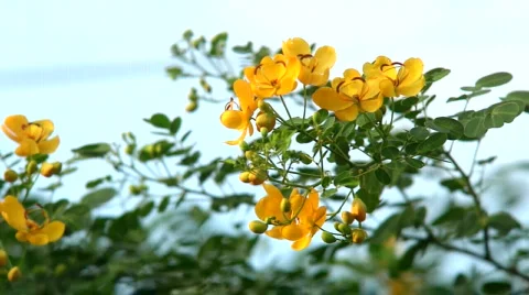 Cassia Flowers Stock Footage 549916