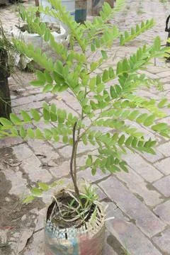 Cassia javanica, also known as Java Cassia or Pink Shower flower plant Stock-Fotos