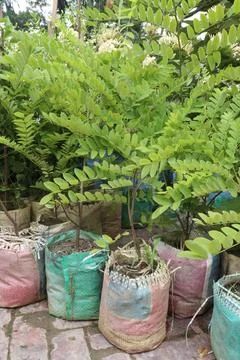 Cassia javanica, also known as Java Cassia or Pink Shower flower plant Stock-Fotos