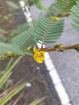 Cassia is sensitive Foto stock