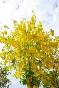 Cassia tree Stock Photos