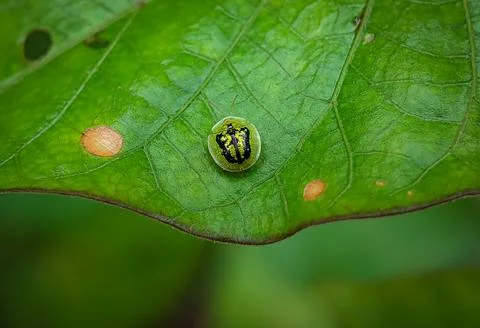 Cassida on a green leaf with blurry background. Stock Photos