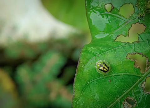 Cassida on a green leaf with blurry background. Stock Photos