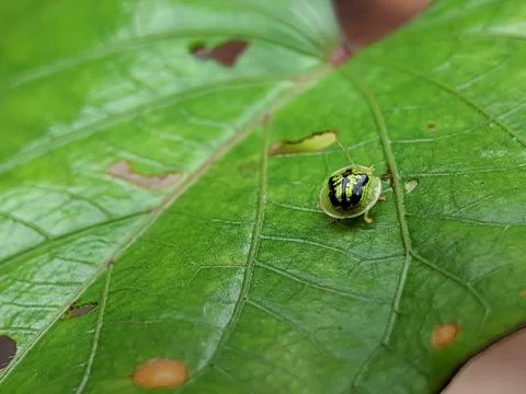 Cassida on a green leaf with blurry background. Stock Photos