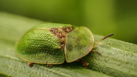 Cassida rubiginosa on the grass in a durable shell Stock Photos