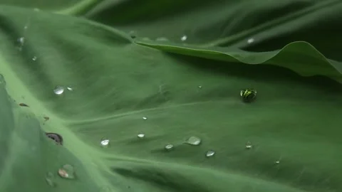 A Cassidinae (Tortoise Beetle) On A Large Leaf Stock Footage 307477517