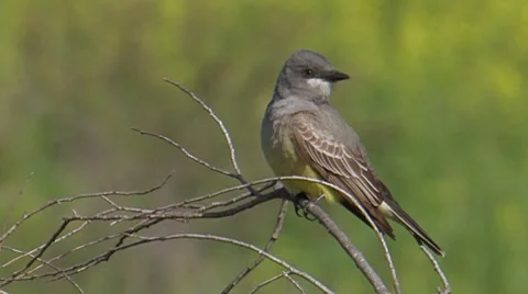 Cassin's Kingbird 1 Stock Footage 8550268