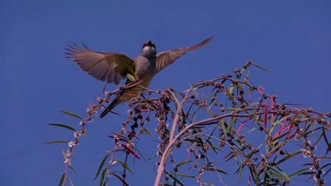 Cassin's Kingbird taking flight in slow motion 1000fps Tyrannus vociferans 스톡 동영상 157804009