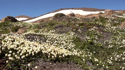 Cassiope tetragona in tundra. Stock Footage 80795331