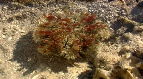 Cassiopea andromeda Видео 22054170