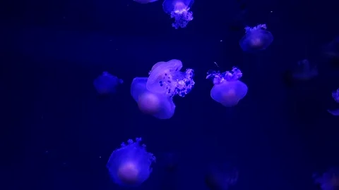 Cassiopea jellyfish drifting underwater in blue aquarium Stock Footage 339249733