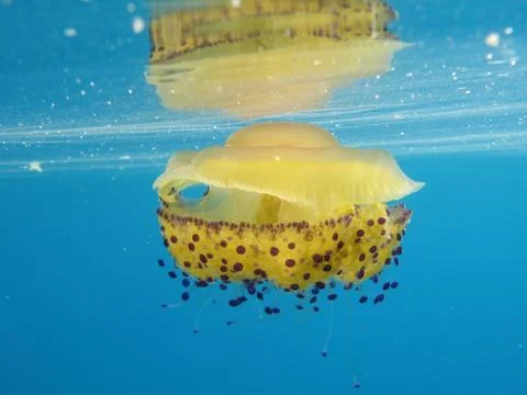 Cassiopea Jellyfish Stock Photos
