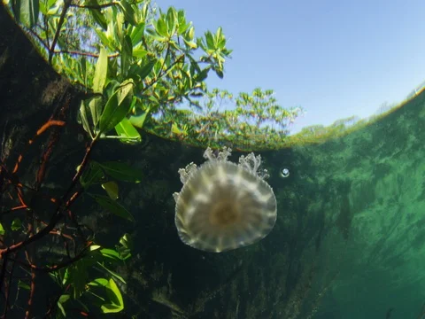 Cassiopea - Upside Down Jelly Fish floats along on the Tide in the Mangoves Stock-Footage 77169149
