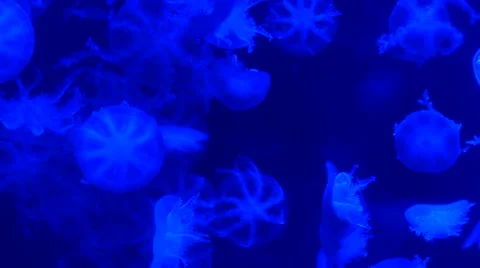 Cassiopea (upside-down jellyfish) in a coloured light tank Stock Footage 49112317