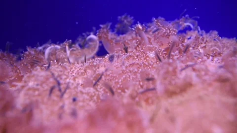 Cassiopea - upside down pink jellyfish Stock Footage 78090455