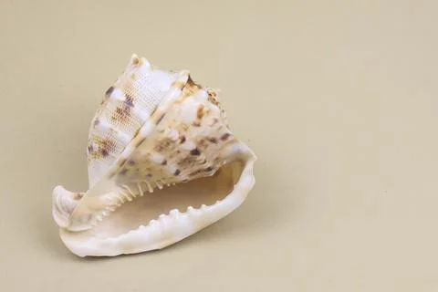 Cassis Cornuta sea shell on beige background Stock Photos