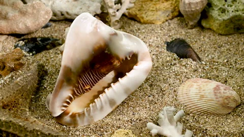 Cassis Cornuta Shell on the sand underwater HD Stock Footage 269894429