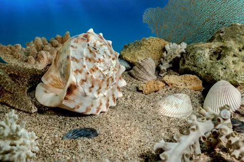 Cassis Cornuta Shell on the sand underwater Photos