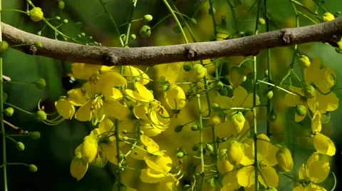 Cassod tree flower under the shade with bee Stock Footage 48704420