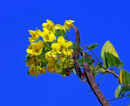 Cassod tree, thai copper pod on blue sky background (senna siamea lam.) Foto stock